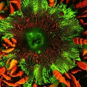 The Hidden Depths of 'Coral: Rekindling Venus' The Hidden Depths of 'Coral: Rekindling Venus'