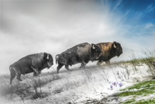 A stylized image of three buffalo